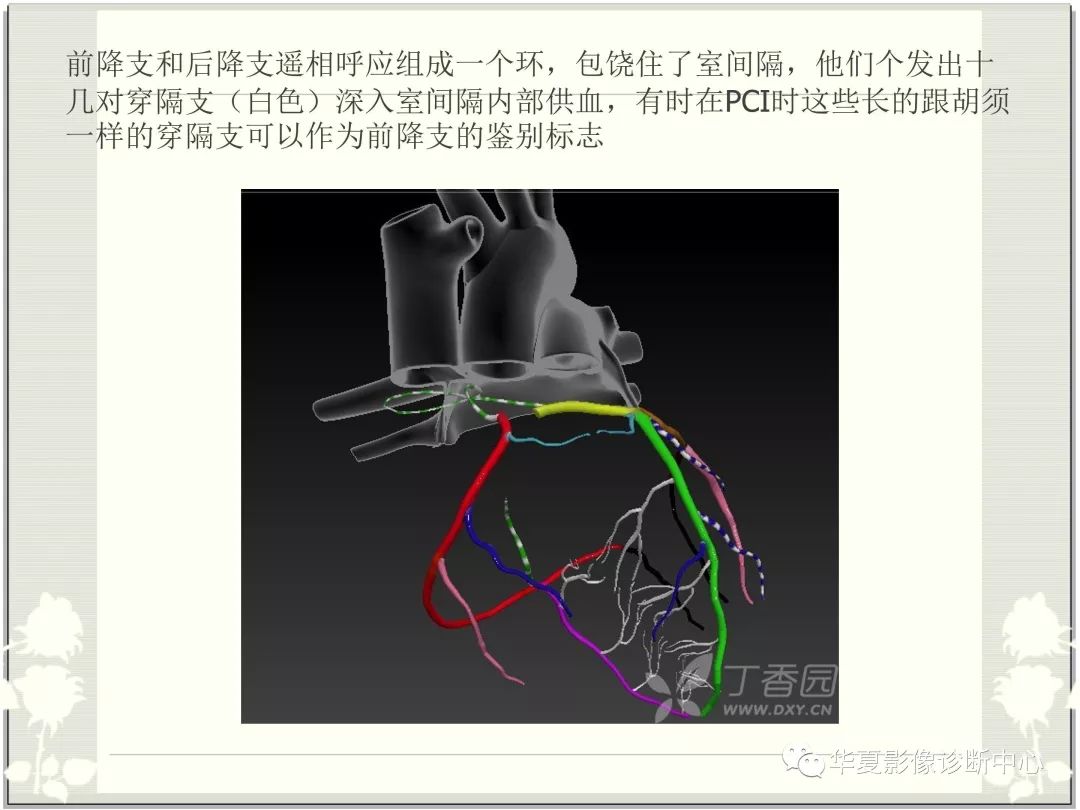 【PPT】心脏血管的解剖