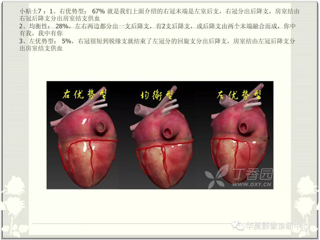 【PPT】心脏血管的解剖