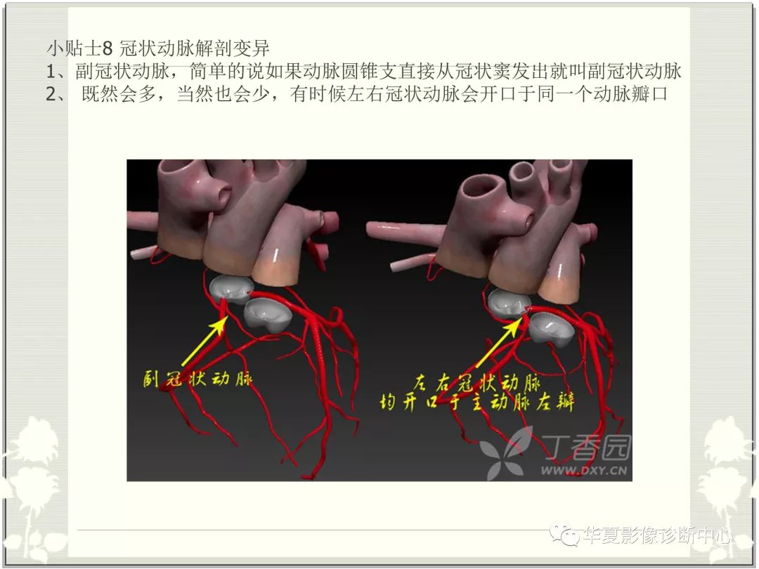 【PPT】心脏血管的解剖