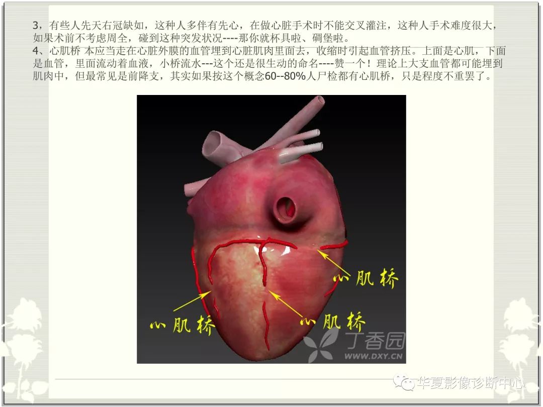 【PPT】心脏血管的解剖