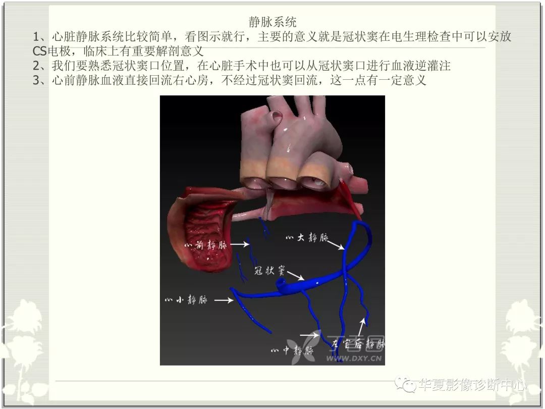 【PPT】心脏血管的解剖
