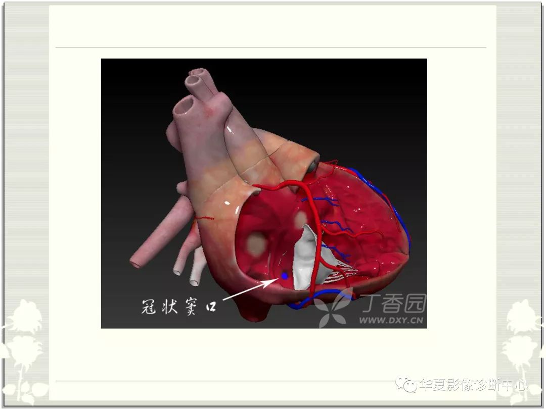 【PPT】心脏血管的解剖