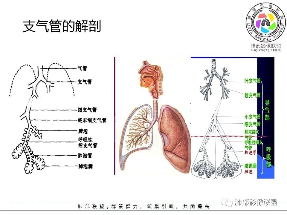 【PPT】如何快速掌握新冠肺炎(NCP)的影像识别? 【PPT】如何快速掌握新冠肺炎(NCP)的影像识别?
