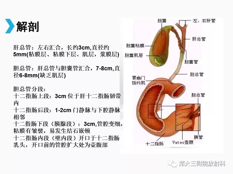 【PPT】小儿先天性胆总管囊肿CT诊断