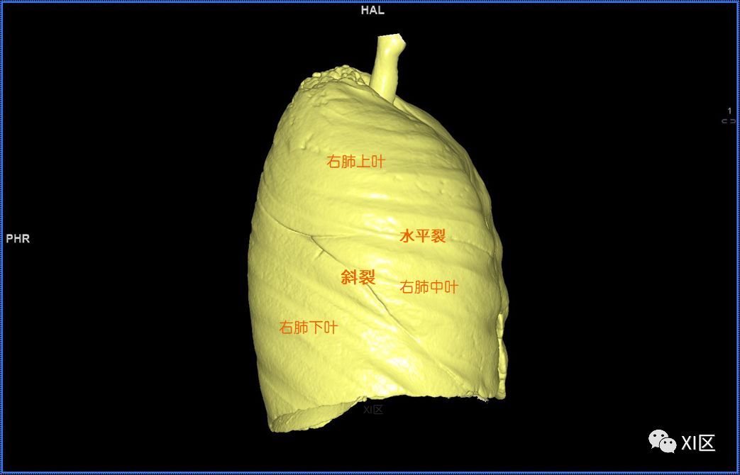 肺部影像解剖 肺部影像解剖