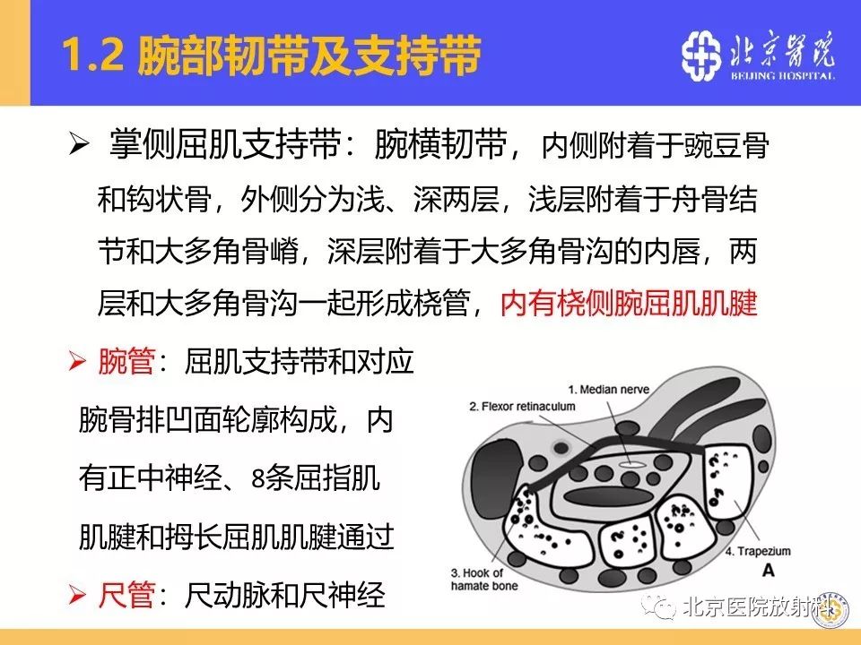【PPT】三角纤维软骨复合体（TFCC）损伤