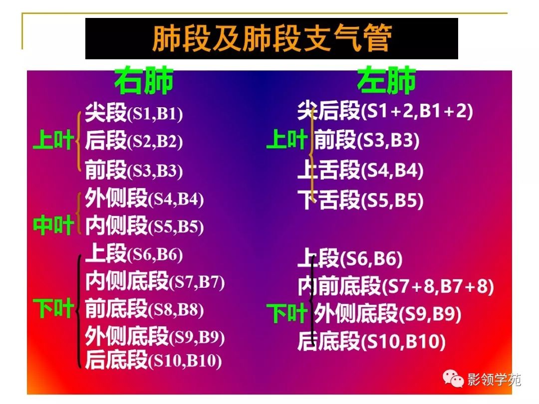 肺段与肺内管道应用解剖 肺段与肺内管道应用解剖
