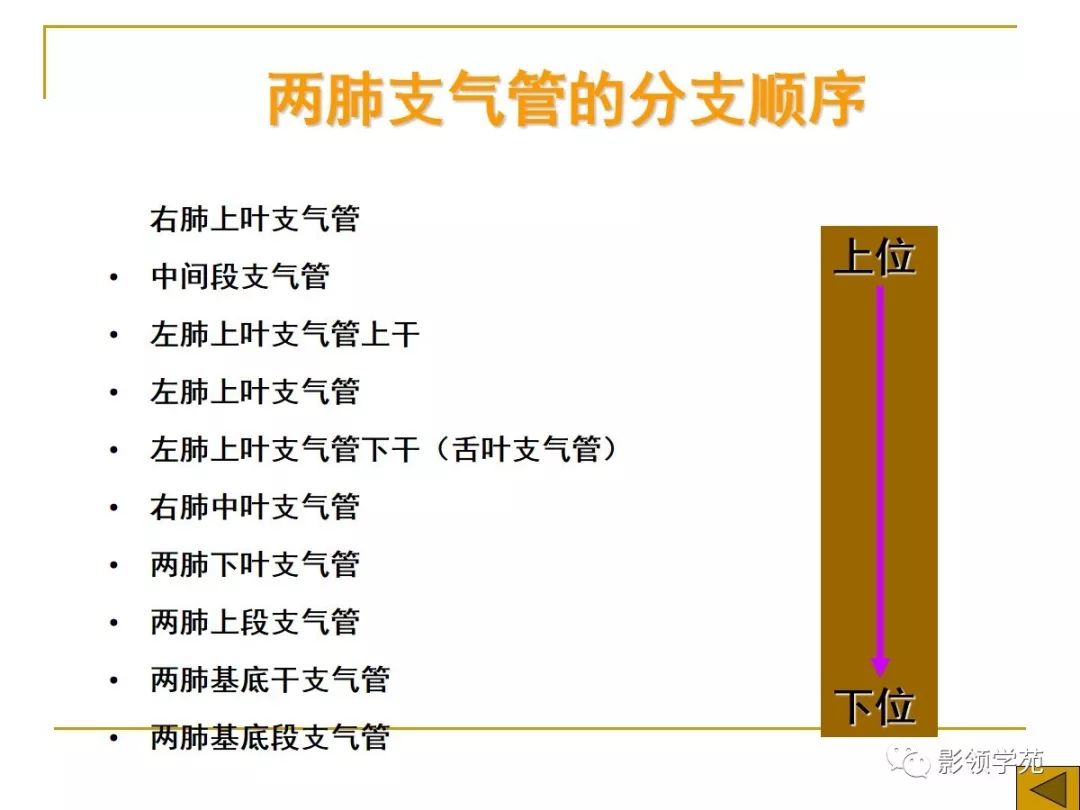 肺段与肺内管道应用解剖 肺段与肺内管道应用解剖