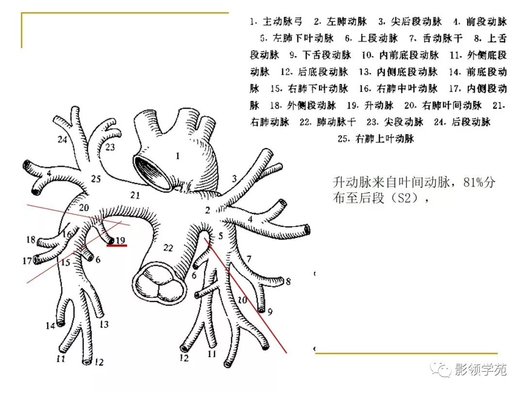 肺段与肺内管道应用解剖 肺段与肺内管道应用解剖