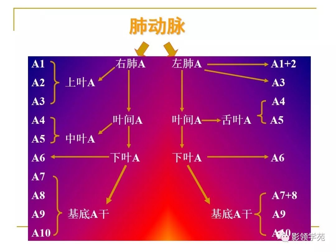 肺段与肺内管道应用解剖 肺段与肺内管道应用解剖