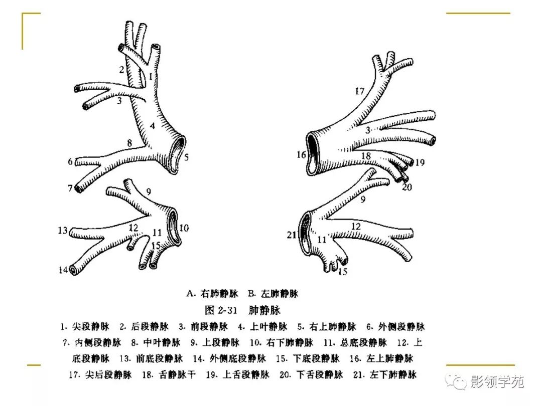 肺段与肺内管道应用解剖 肺段与肺内管道应用解剖