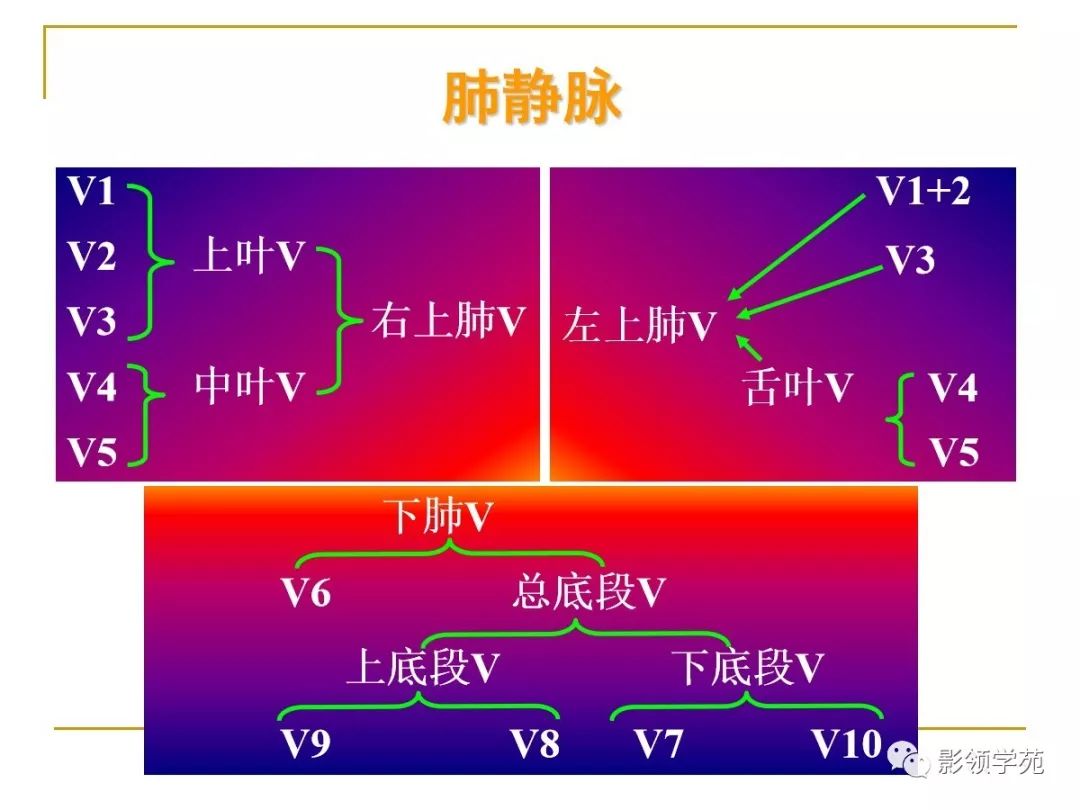 肺段与肺内管道应用解剖 肺段与肺内管道应用解剖