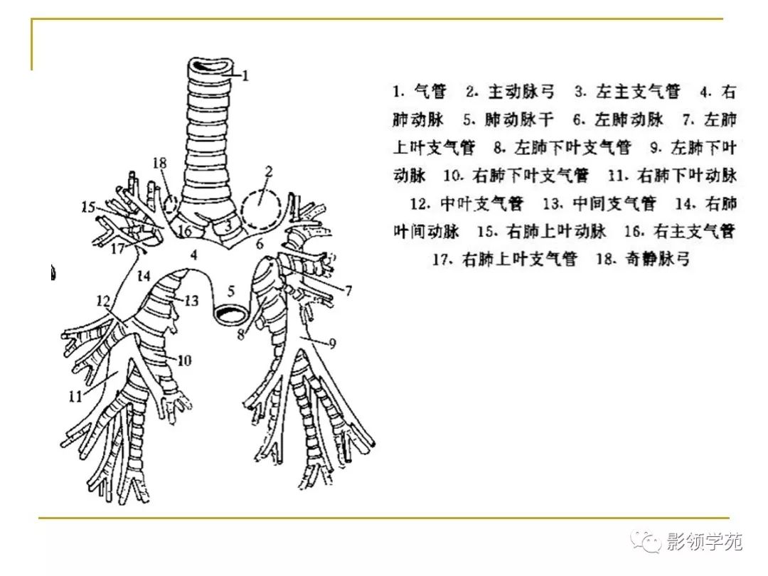 肺段与肺内管道应用解剖 肺段与肺内管道应用解剖