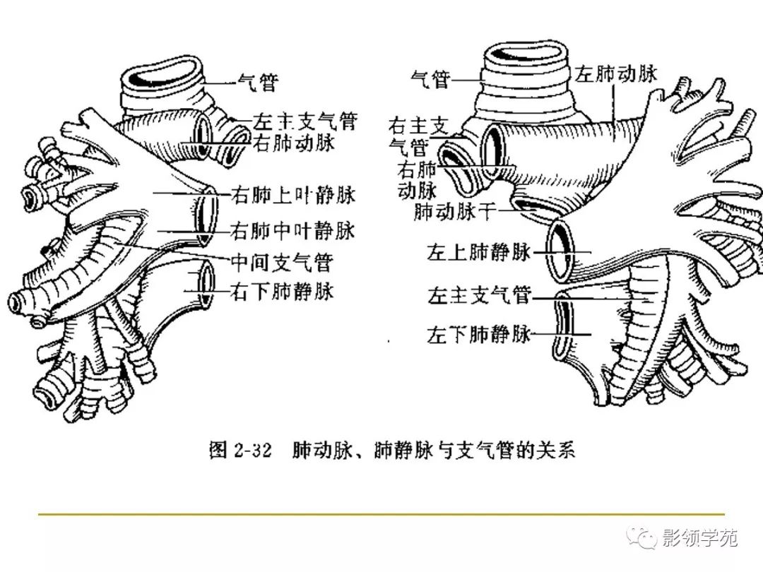 肺段与肺内管道应用解剖 肺段与肺内管道应用解剖
