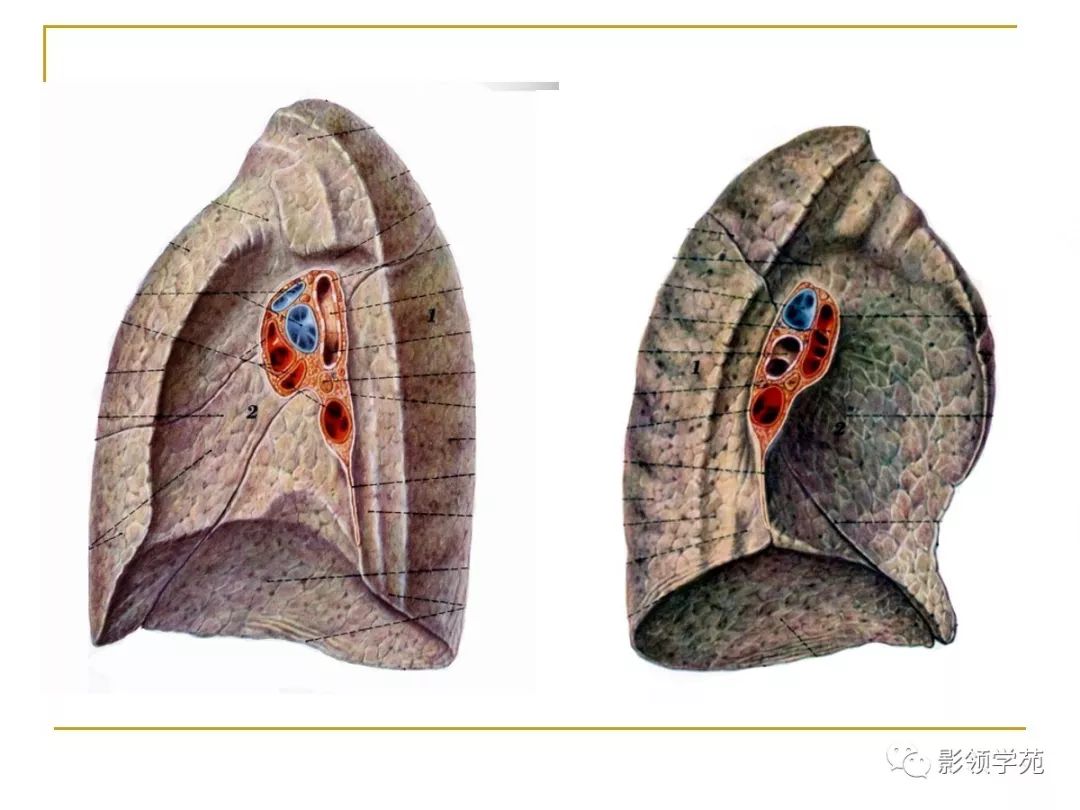 肺段与肺内管道应用解剖 肺段与肺内管道应用解剖