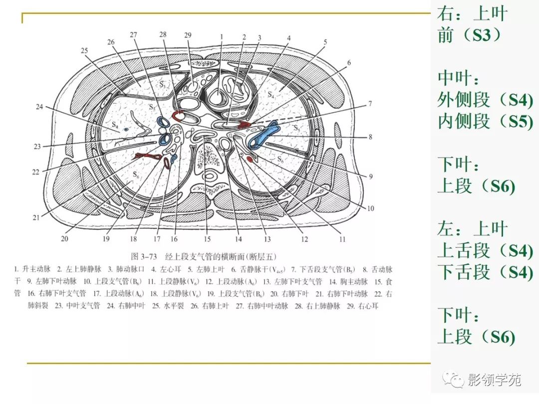 肺段与肺内管道应用解剖 肺段与肺内管道应用解剖