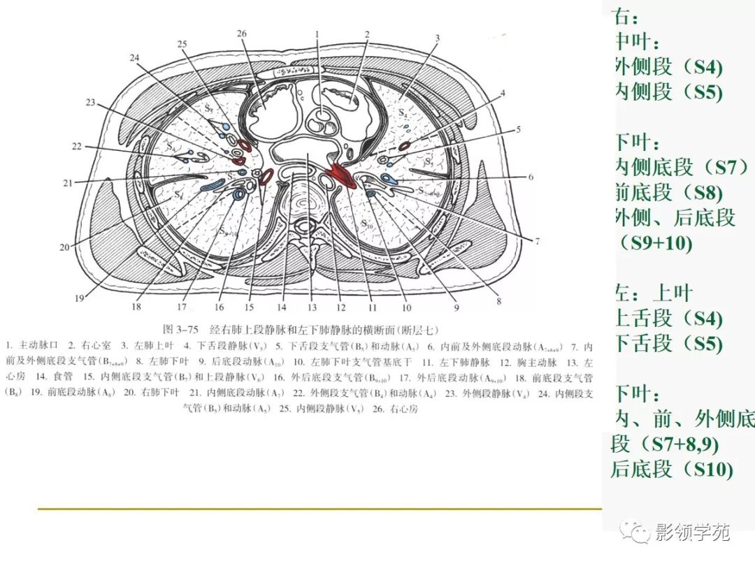 肺段与肺内管道应用解剖 肺段与肺内管道应用解剖