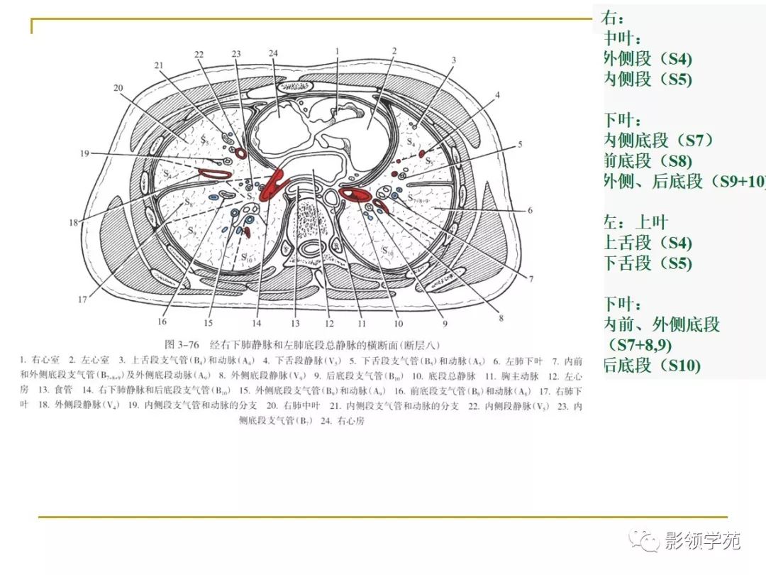 肺段与肺内管道应用解剖 肺段与肺内管道应用解剖