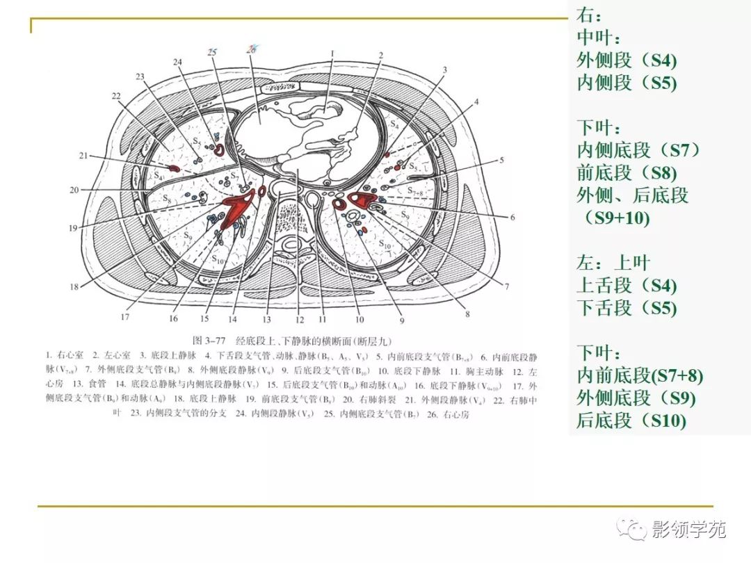 肺段与肺内管道应用解剖 肺段与肺内管道应用解剖