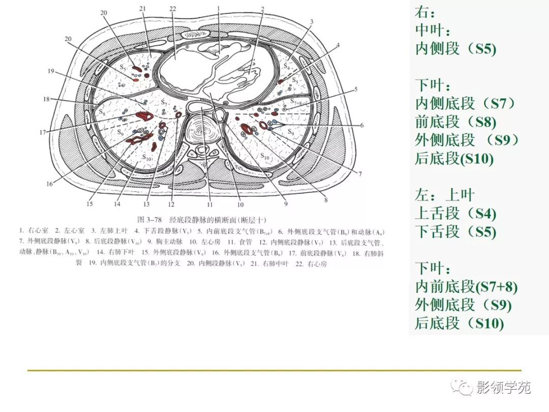肺段与肺内管道应用解剖 肺段与肺内管道应用解剖