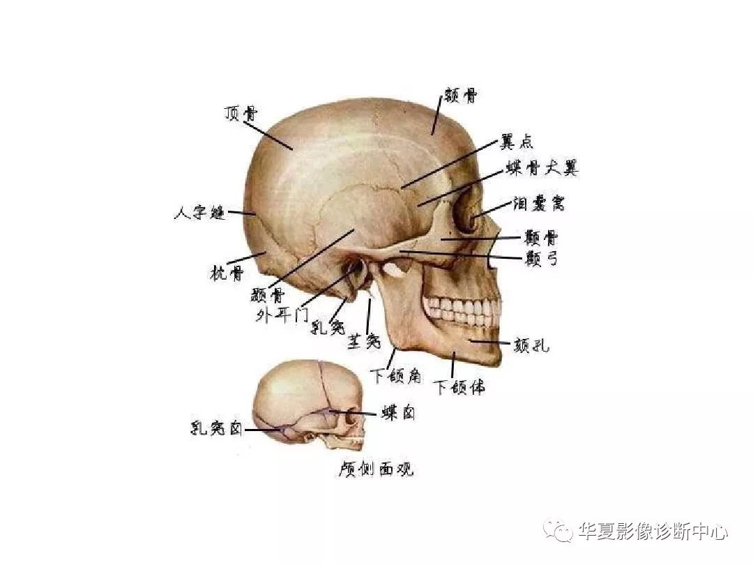 X线解剖图谱+系统解剖（骨骼篇）