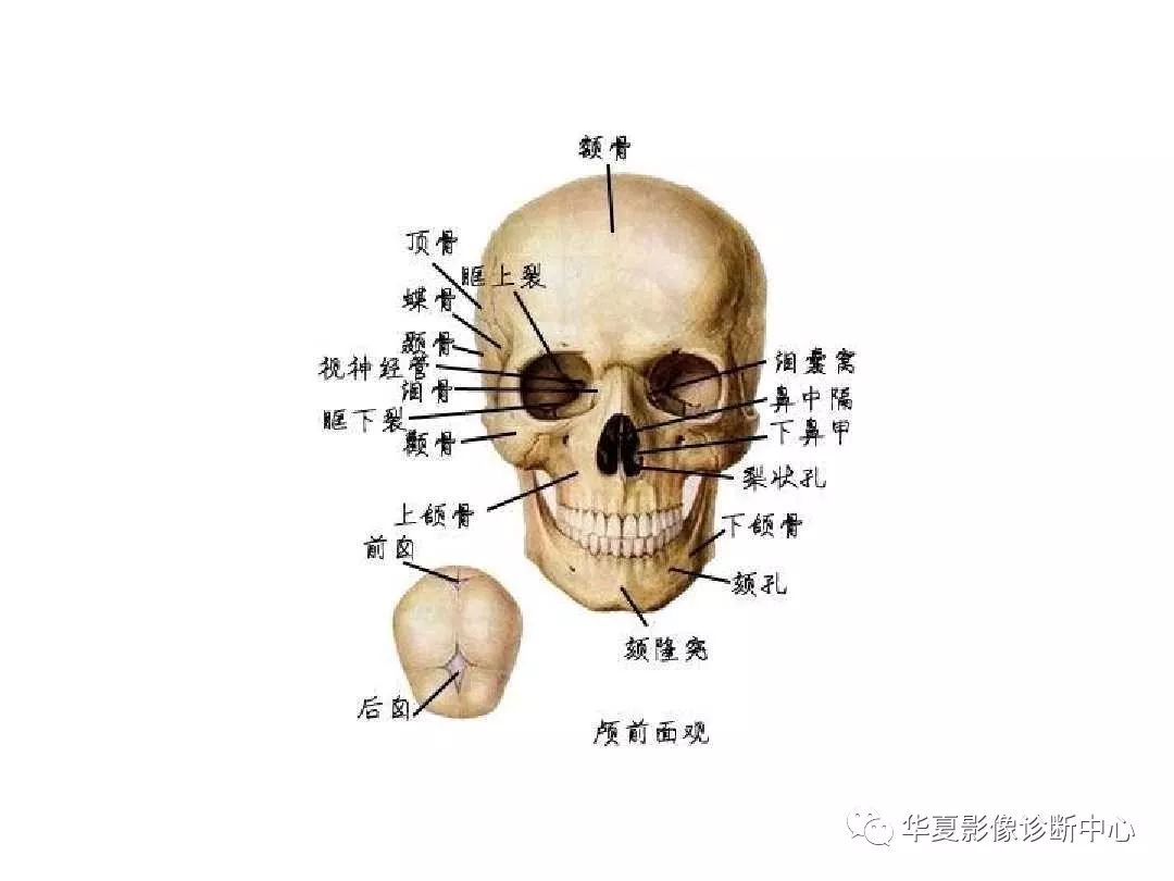 X线解剖图谱+系统解剖（骨骼篇）