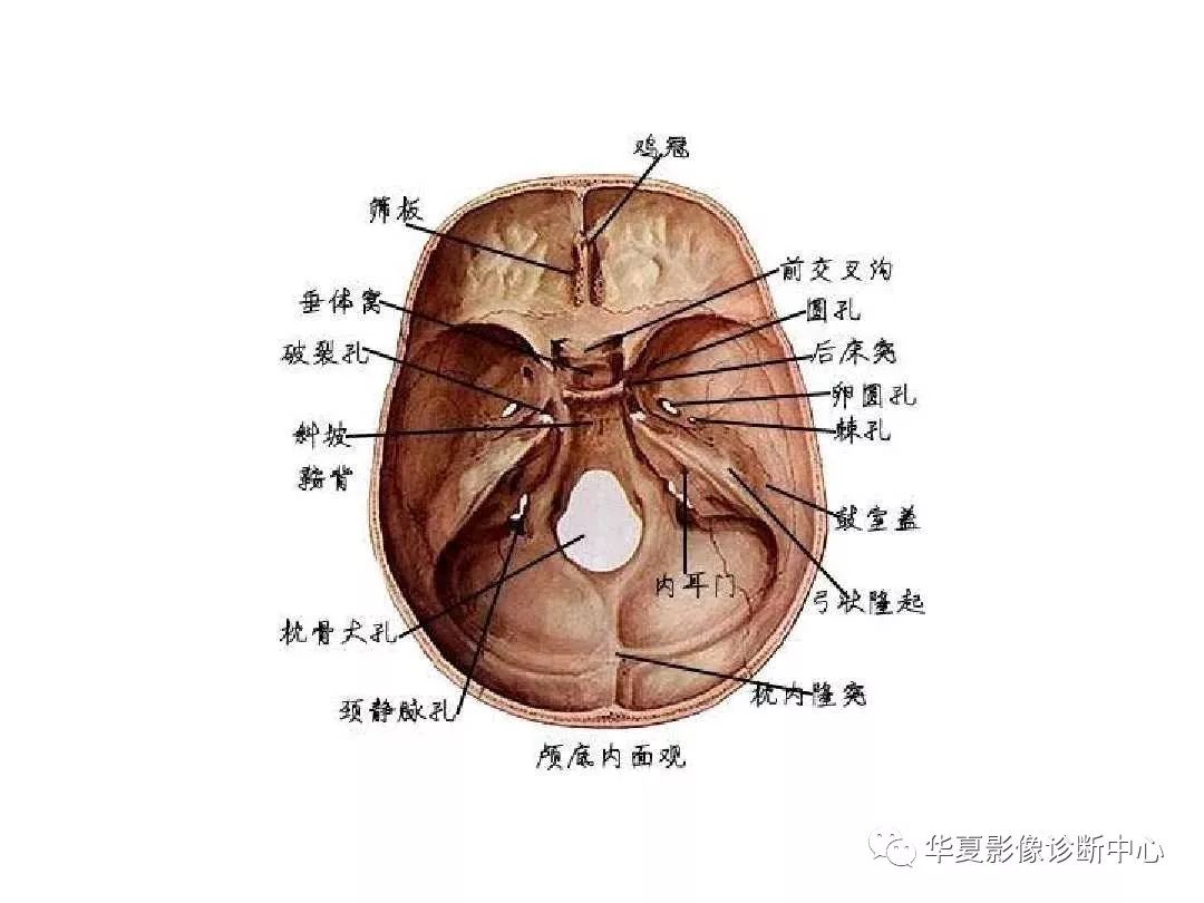 X线解剖图谱+系统解剖（骨骼篇）