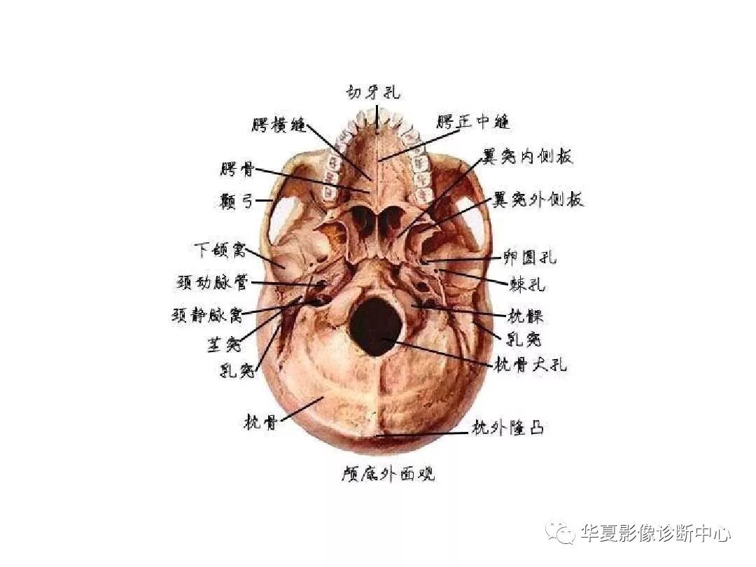 X线解剖图谱+系统解剖（骨骼篇）