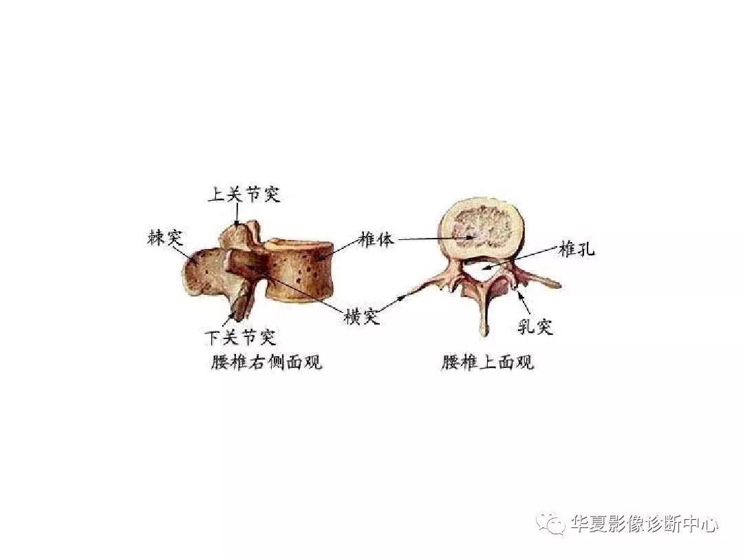 X线解剖图谱+系统解剖（骨骼篇）