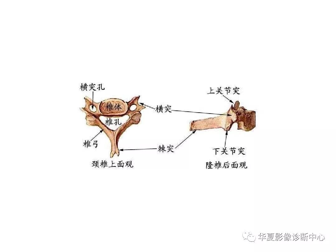 X线解剖图谱+系统解剖（骨骼篇）