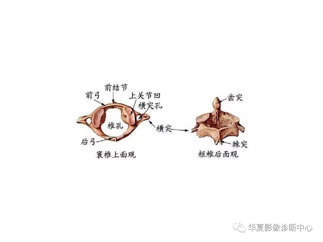 X线解剖图谱+系统解剖（骨骼篇）