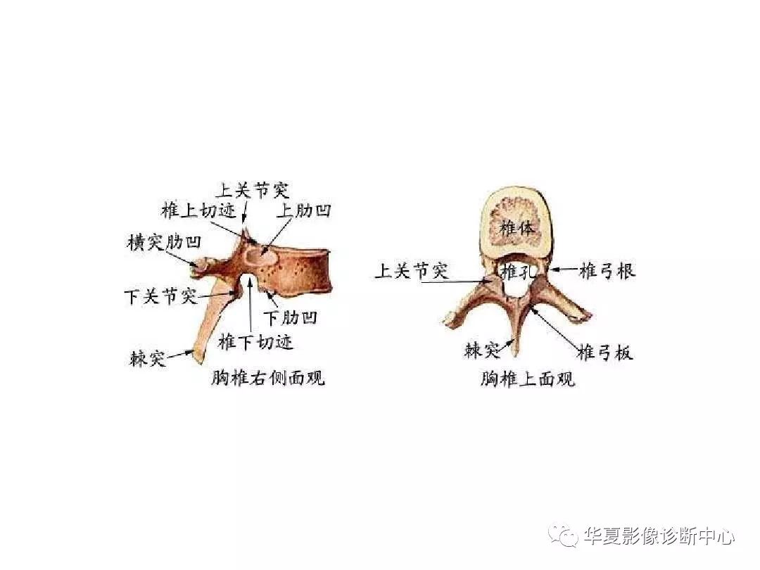 X线解剖图谱+系统解剖（骨骼篇）