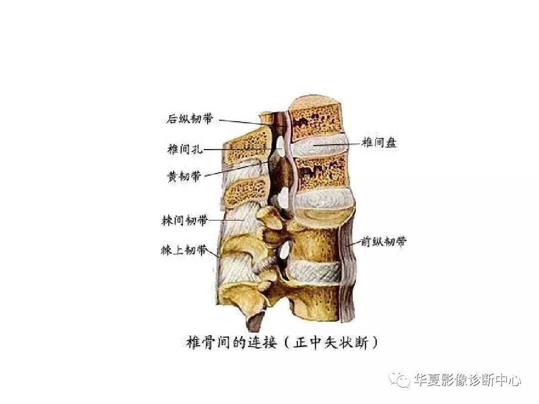 X线解剖图谱+系统解剖（骨骼篇）