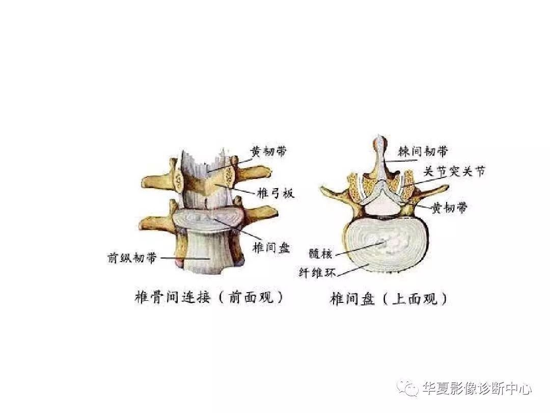 X线解剖图谱+系统解剖（骨骼篇）