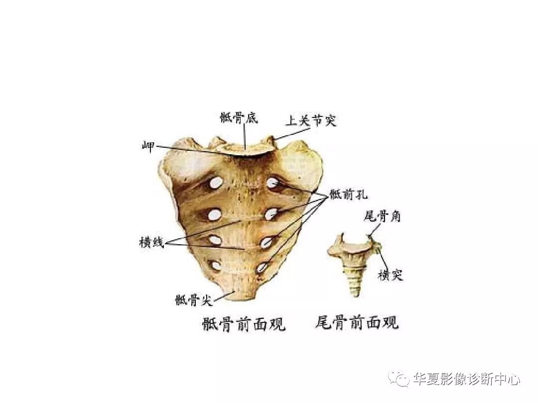X线解剖图谱+系统解剖（骨骼篇）