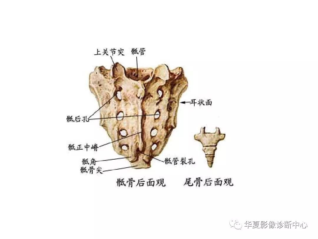 X线解剖图谱+系统解剖（骨骼篇）