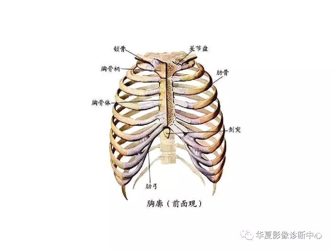 X线解剖图谱+系统解剖（骨骼篇）