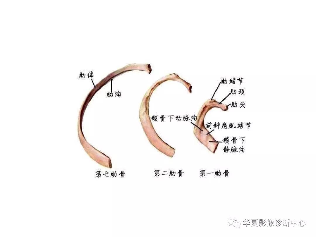 X线解剖图谱+系统解剖（骨骼篇）
