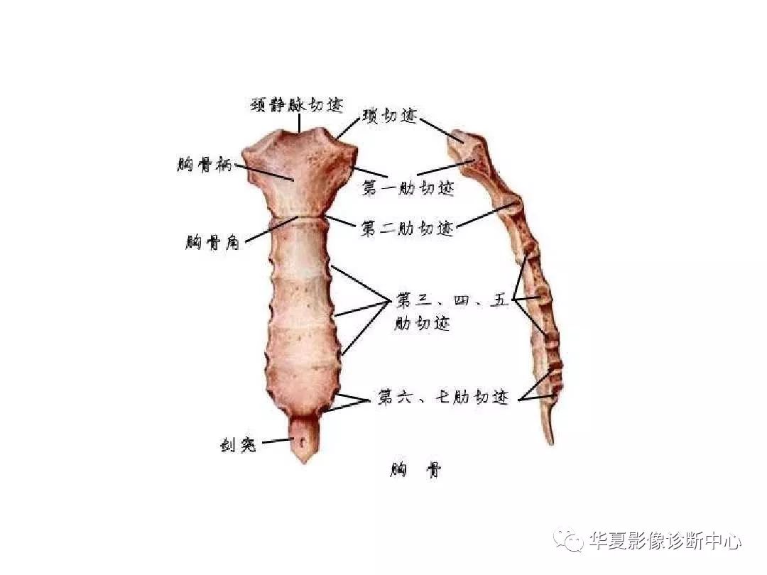 X线解剖图谱+系统解剖（骨骼篇）