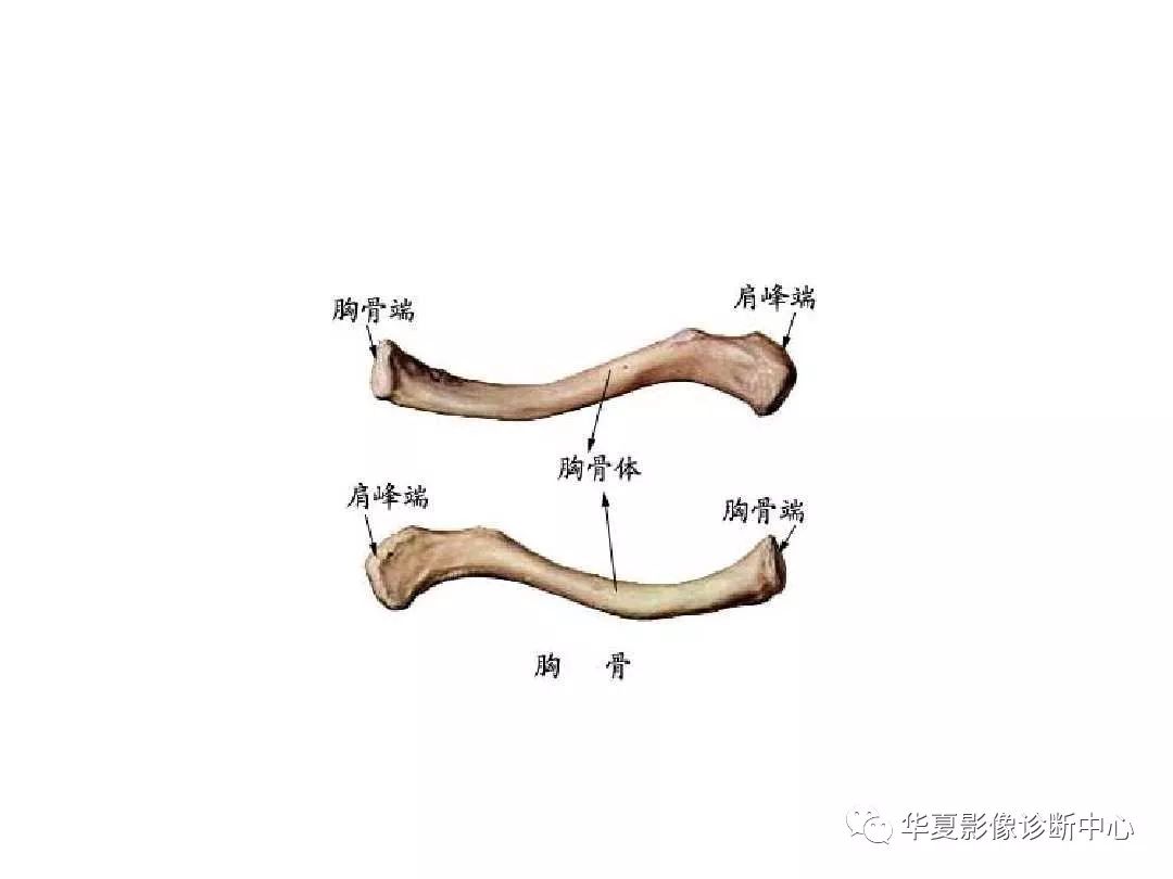 X线解剖图谱+系统解剖（骨骼篇）