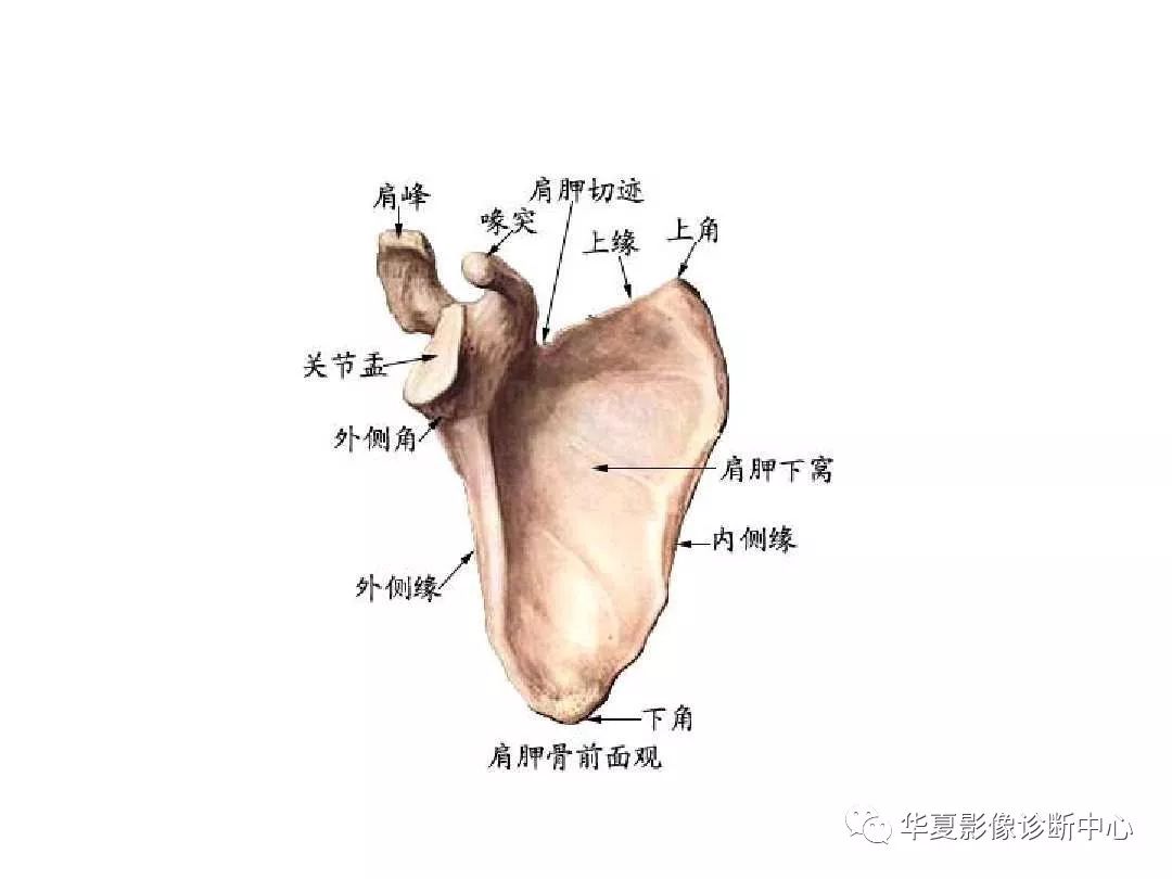 X线解剖图谱+系统解剖（骨骼篇）
