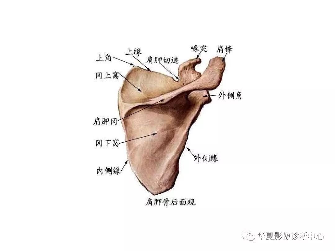 X线解剖图谱+系统解剖（骨骼篇）