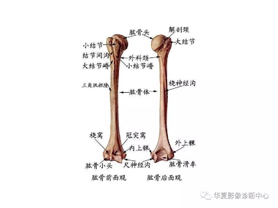 X线解剖图谱+系统解剖（骨骼篇）