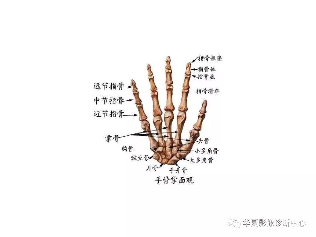 X线解剖图谱+系统解剖（骨骼篇）