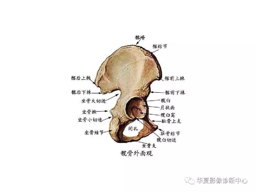 X线解剖图谱+系统解剖（骨骼篇）