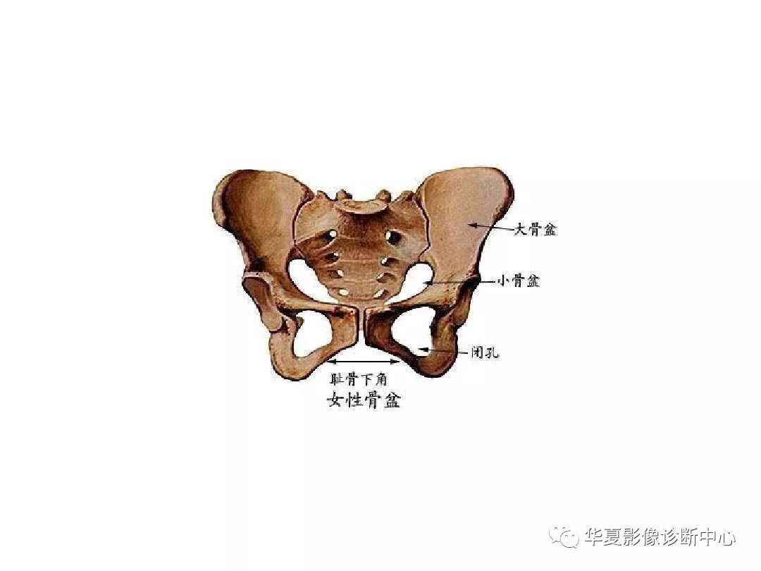 X线解剖图谱+系统解剖（骨骼篇）