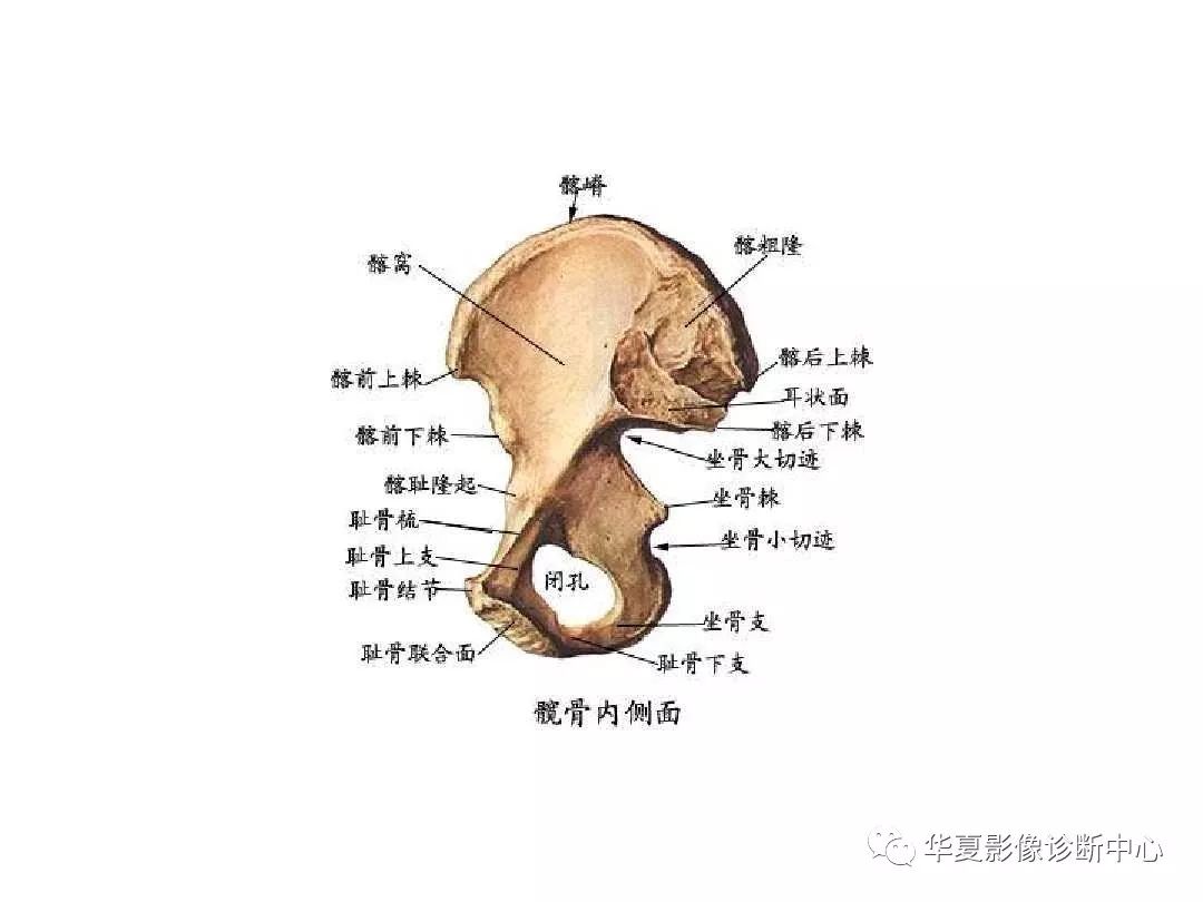 X线解剖图谱+系统解剖（骨骼篇）