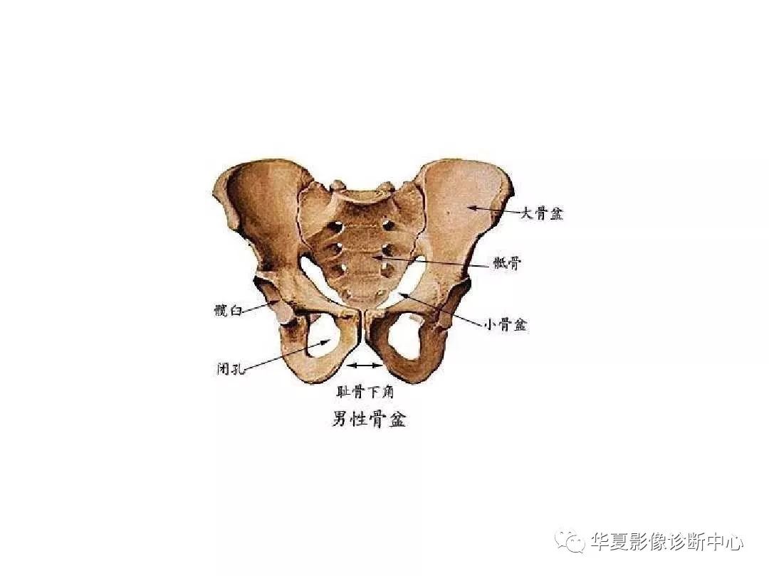 X线解剖图谱+系统解剖（骨骼篇）