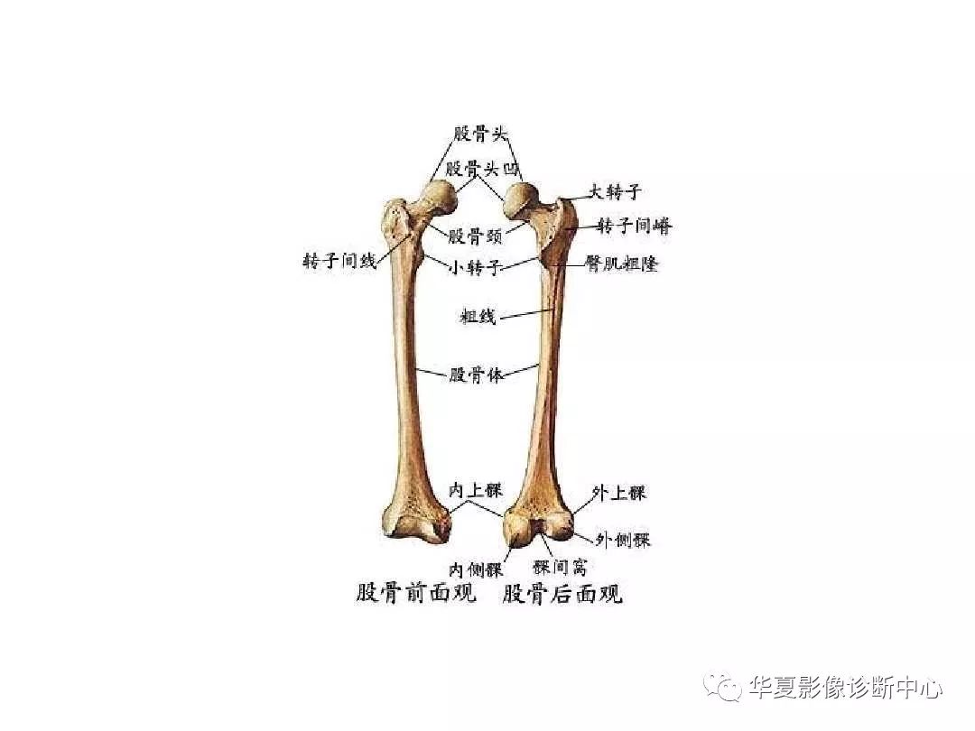 X线解剖图谱+系统解剖（骨骼篇）