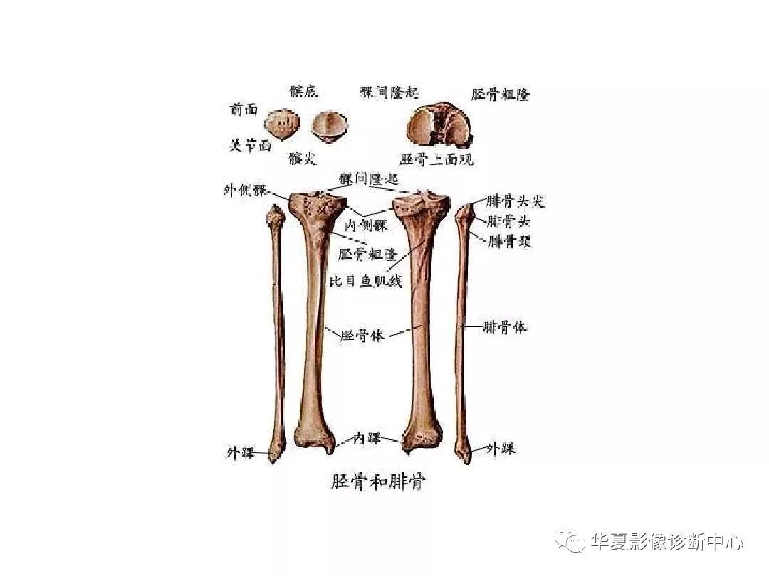 X线解剖图谱+系统解剖（骨骼篇）